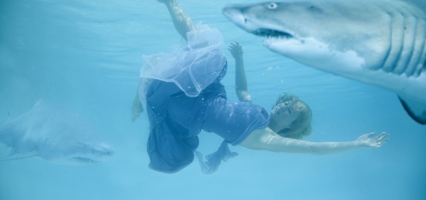 Köpek Balığı Saldırısında Nasıl Hayatta Kalınır
